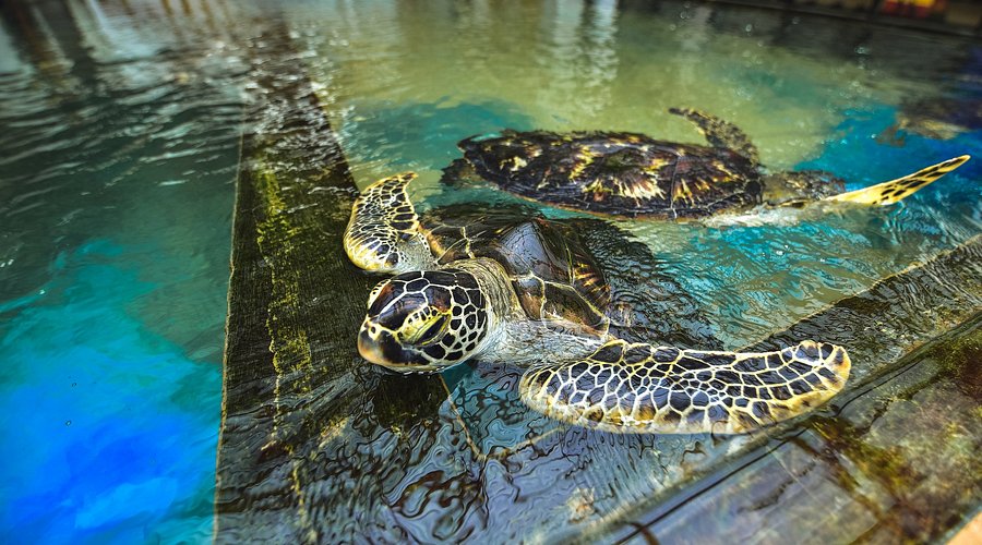 Visit a turtle hatchery